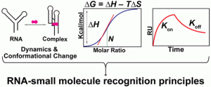 Diagram of RNA small molecule recognition principles