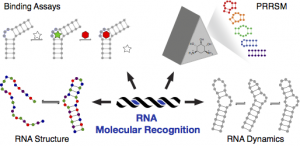 Diagram of RNA molecular recognition