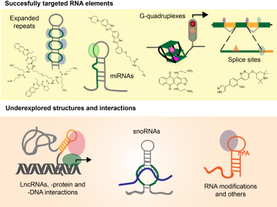 Diagram on targeted RNA elements
